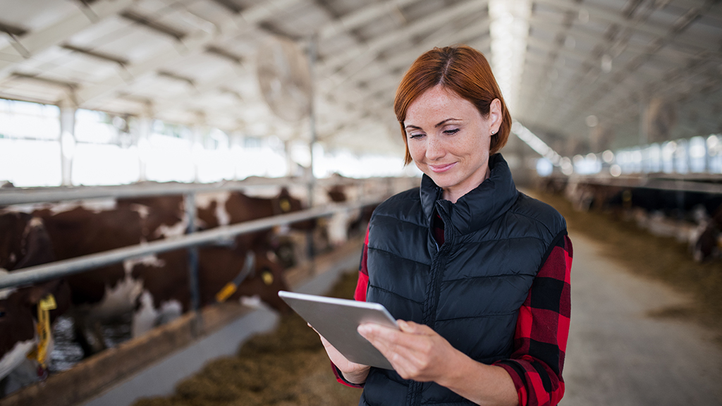 A young woman on a dairy farm inspects the barn and makes notes on her tablet